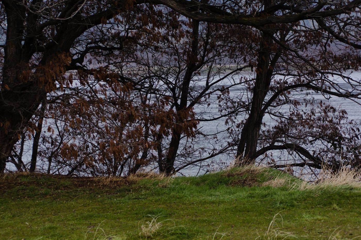 A moody riverside photo Alexis took in Oregon during a 2017 cross-country move — bare dark branches framing a muted teal river