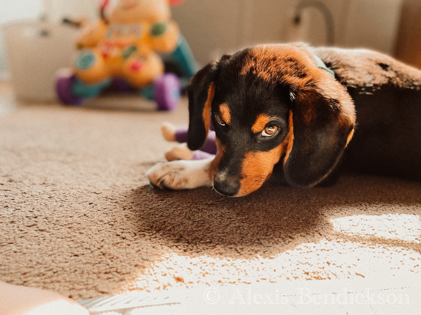 The family puppy lying on the carpet in the sun